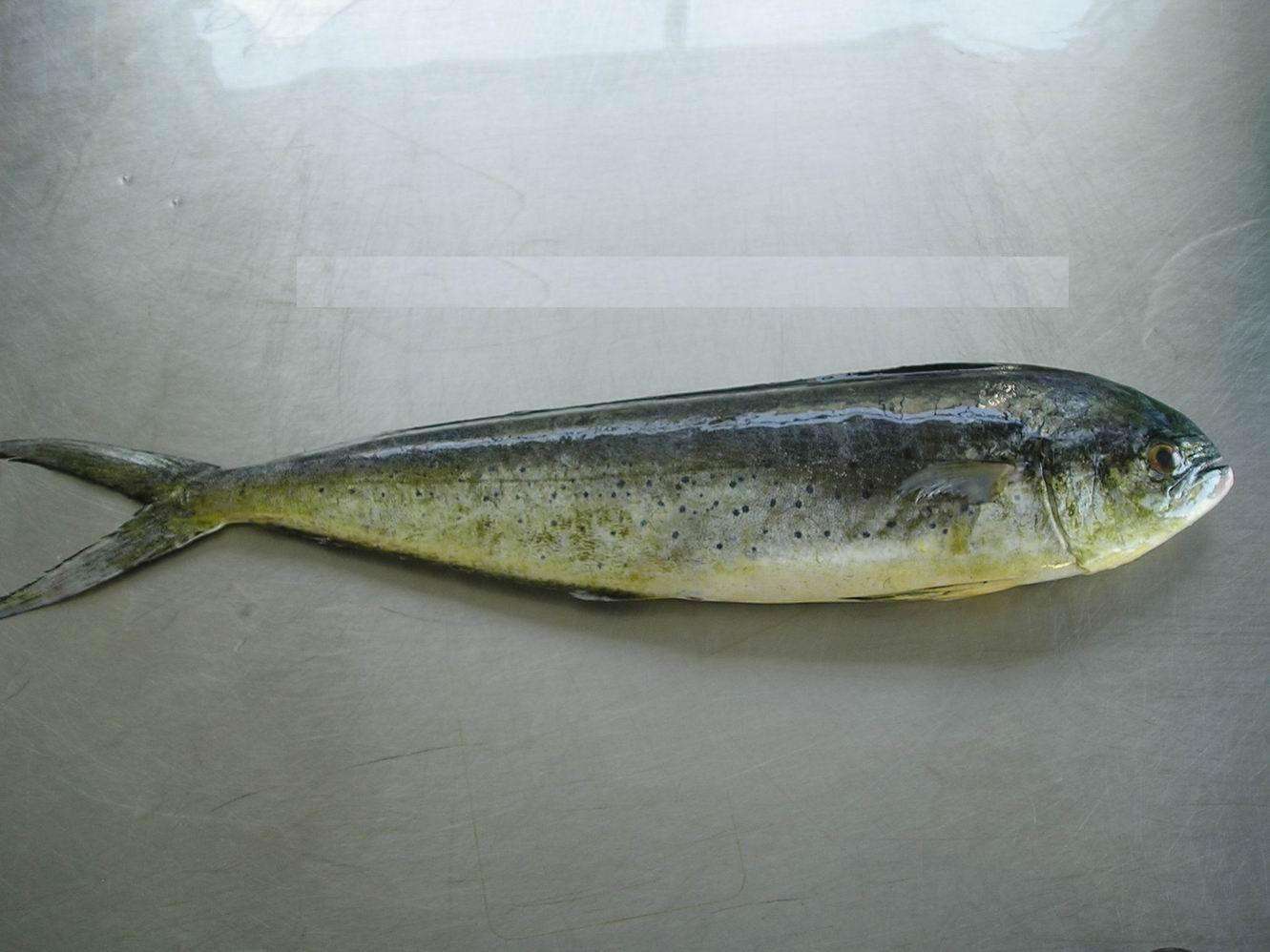 海狐狸鲯鳅为何出水即褪色海中漂泊76天的探险者因它获救