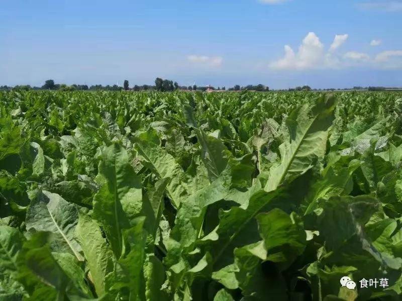 食叶草强壮中国人