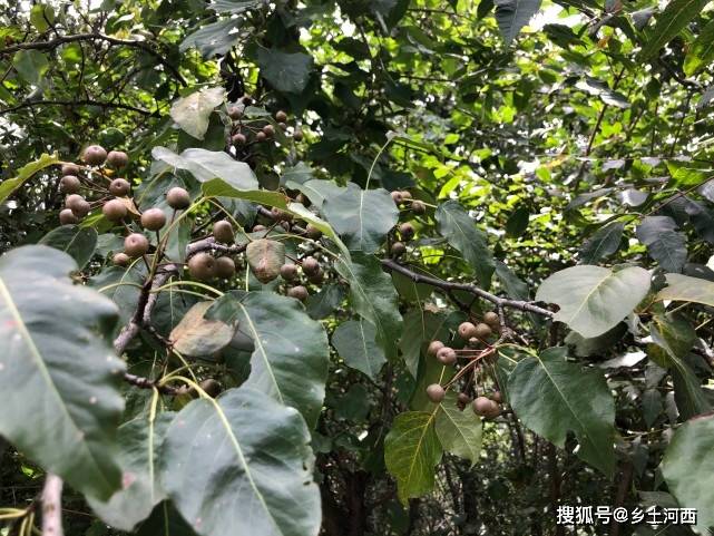 北方大山里常见的6种稀有野果,有钱也没处买,看看你认识几种?