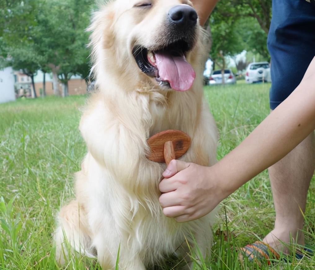 铲屎官中真正的高手都懂得正确给狗梳毛的重要性