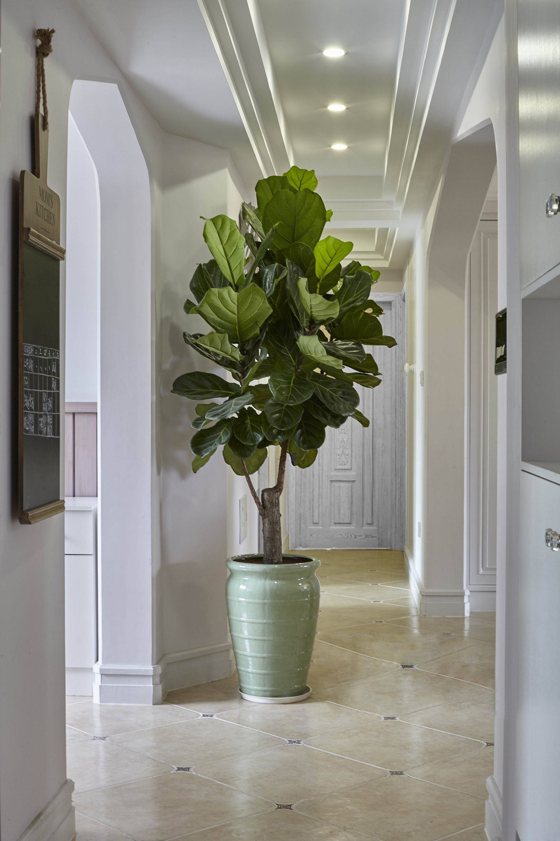 家居8大空间与盆栽的风水关系上篇