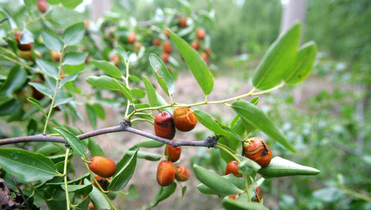 农村一棵大枣树的一生!这是树的一生,也是世间万物的一生