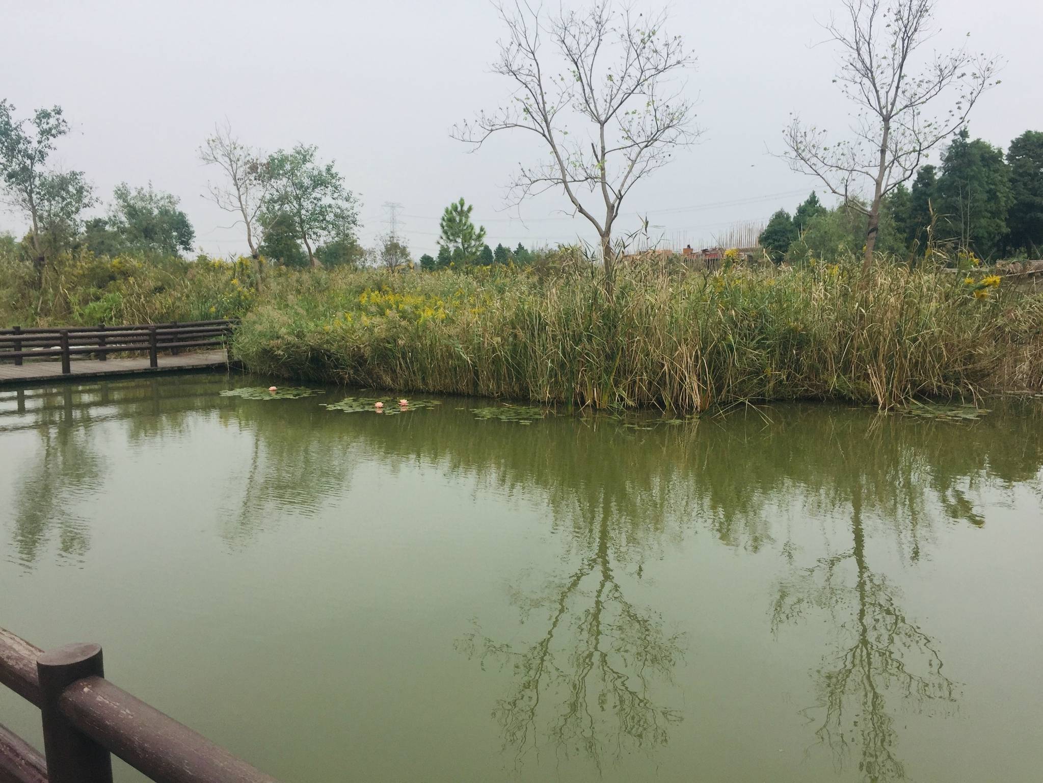 在杭州湾还有多个公园:运动主题公园,九塘公园等多个风景优美的自然