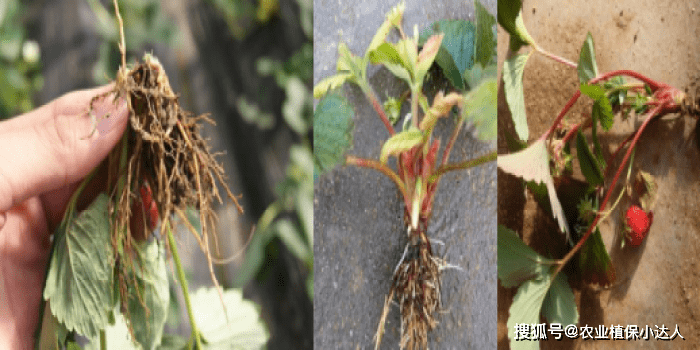 快来!草莓根腐病防治有妙招!-搜狐大视野-搜狐新闻