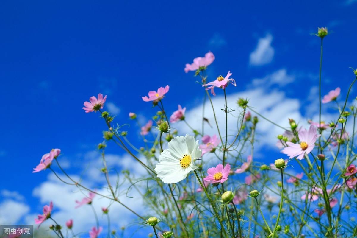 精致唯美的人生感悟句子,充满阳光,让人一见倾心