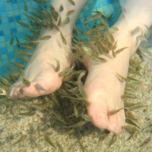 原创男子去做足疗因脚太臭熏死一批鱼