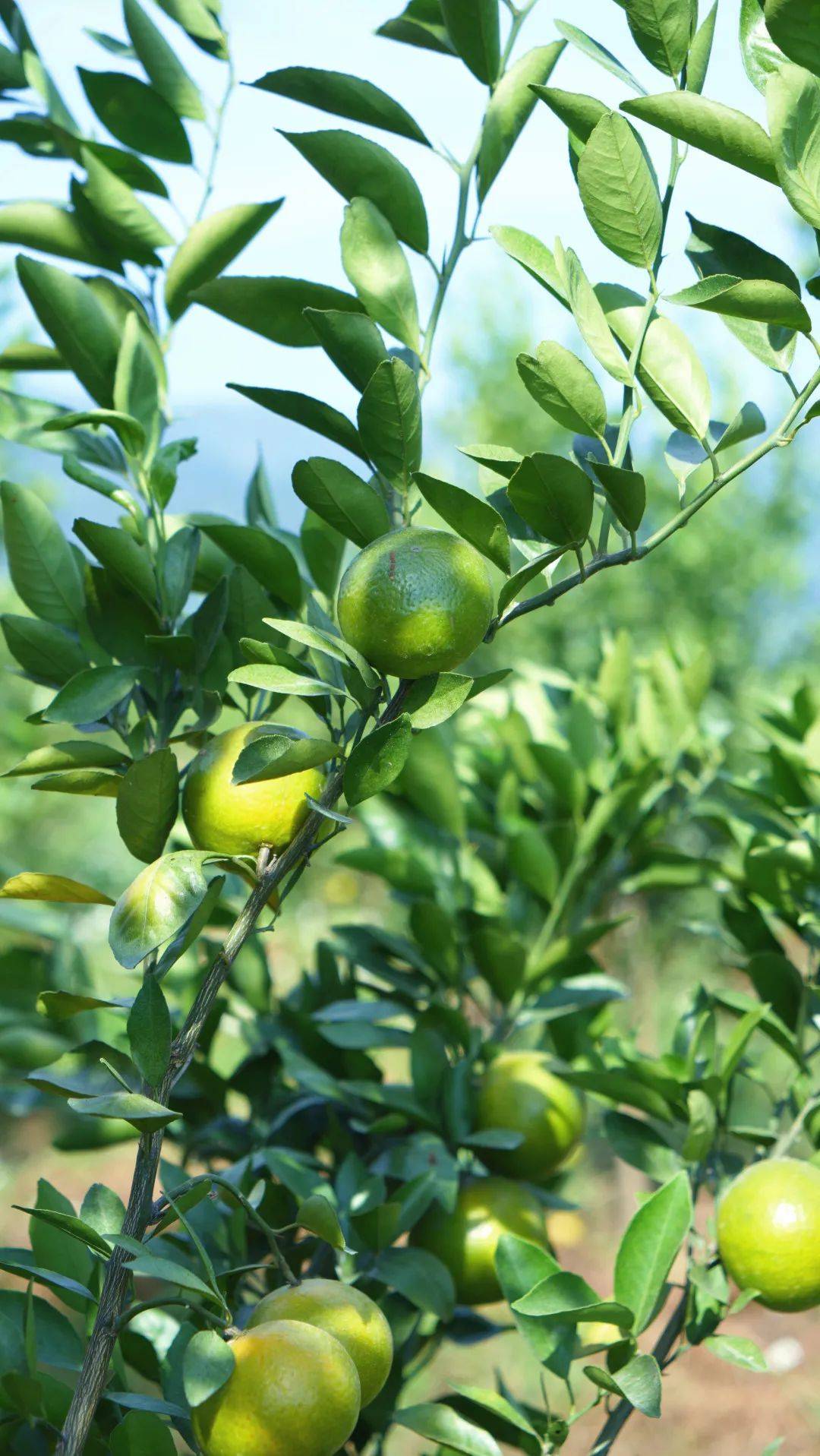 剥下青黄相间的外皮 黄金的果肉香甜多汁 一口下去 汁水满嘴兜不住