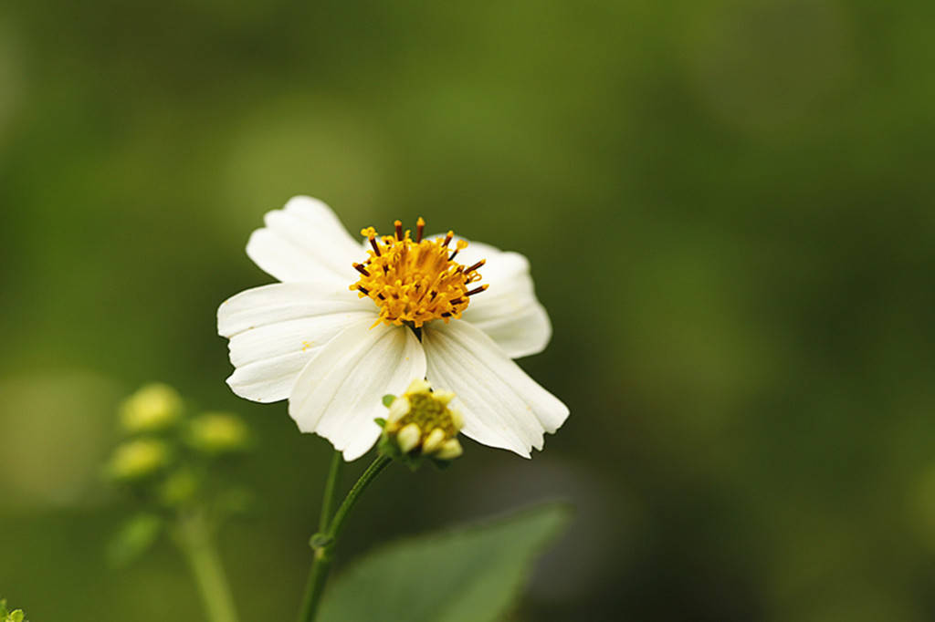 原创非常正直的3种生肖温柔贤惠很豪爽一生幸福平安