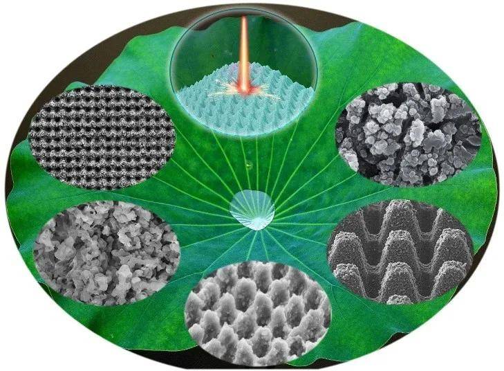 飞秒激光仿生制造揭示"荷叶不沾水"的秘密《光学学报》创刊40周年庆