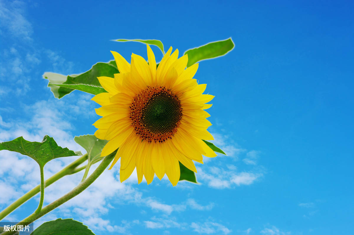 精致唯美的句子,励志阳光,赏心悦目!