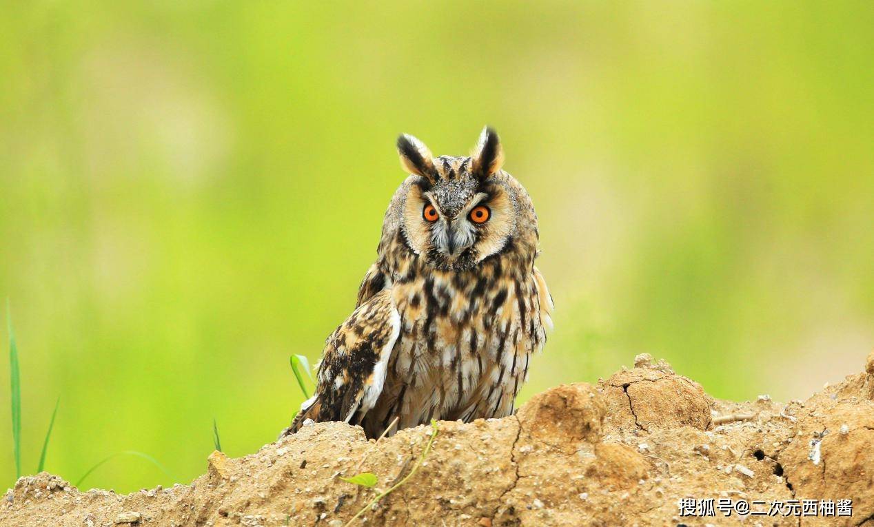 猎魂行动火了一名女魂师,她武魂类似弗莱德,这动物到底是什么?_猫鹰