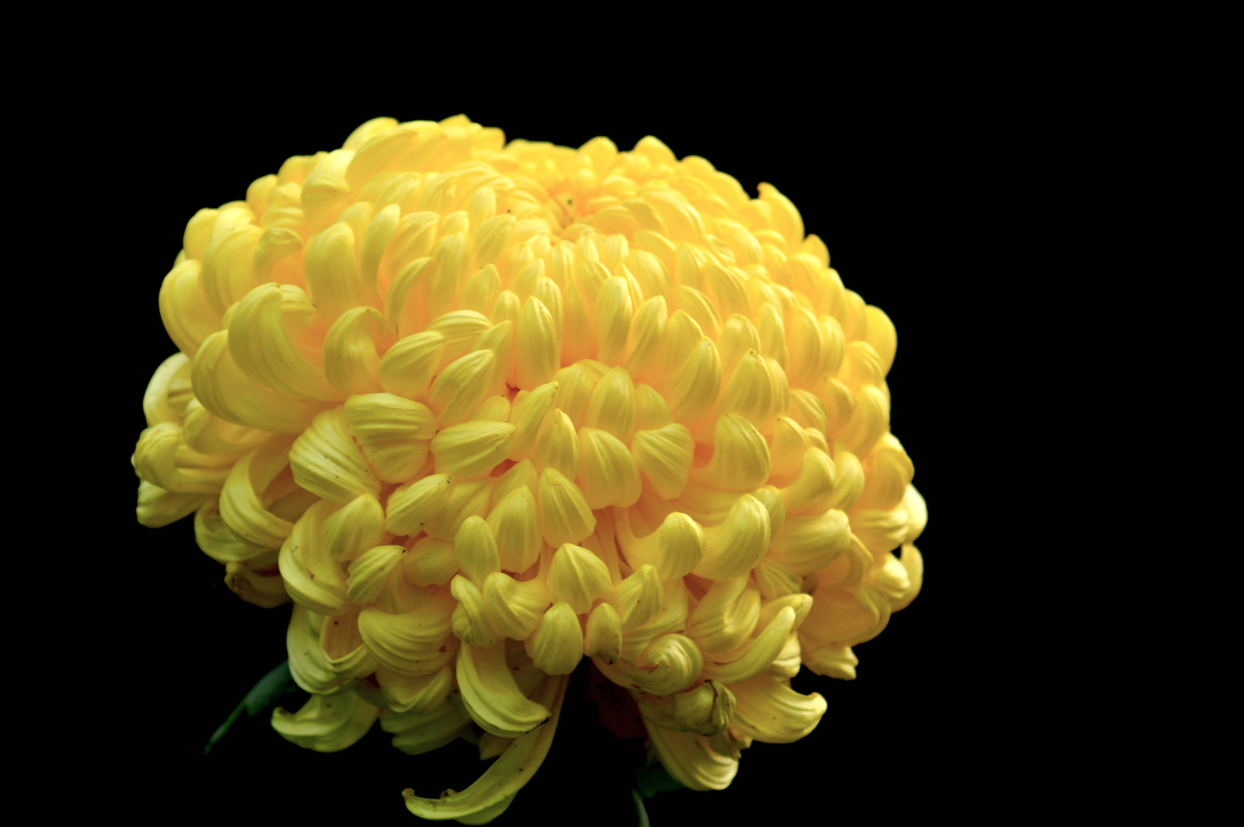 秋之花韵(十一)——菊华神韵