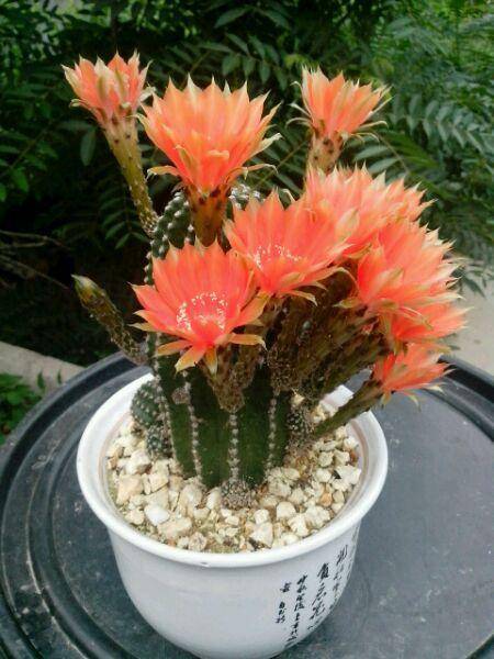 此花名叫"黑金刚",开花很漂亮,养花简单,值得拥有