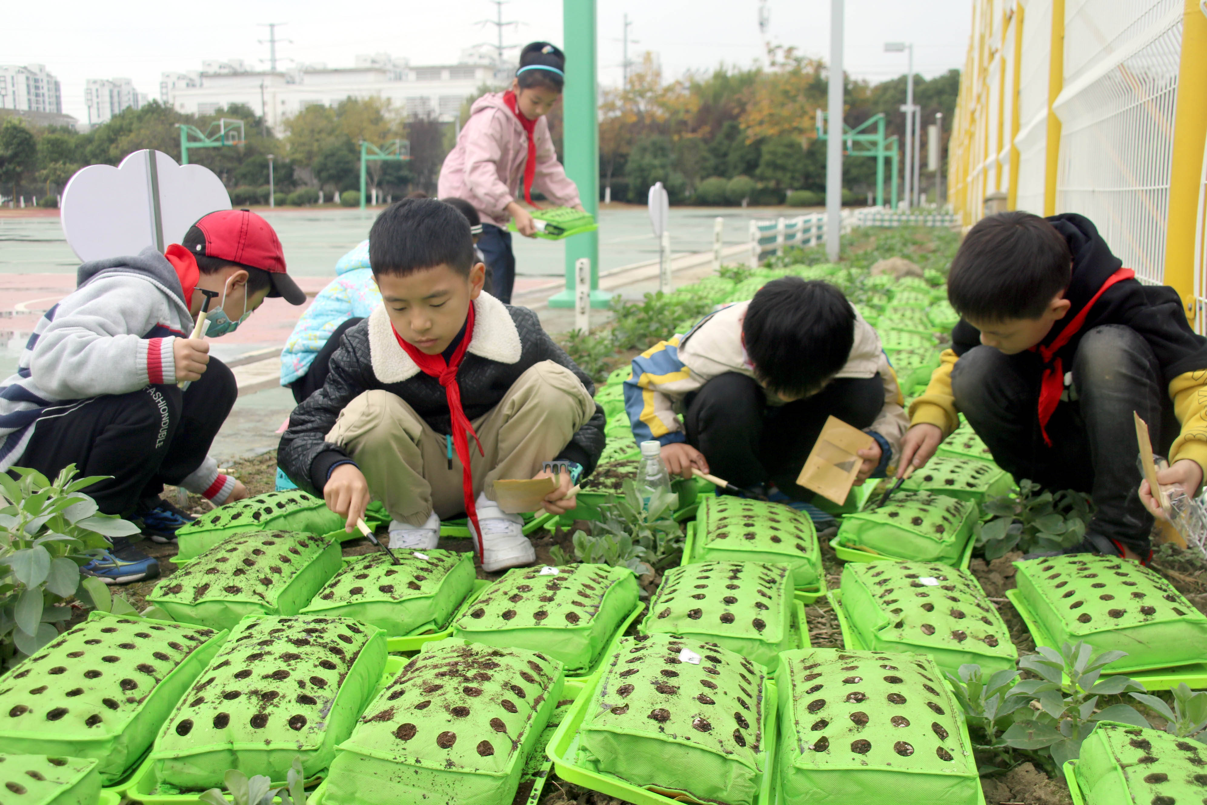 苏州绿色蔬菜进校园体验模块种植乐趣