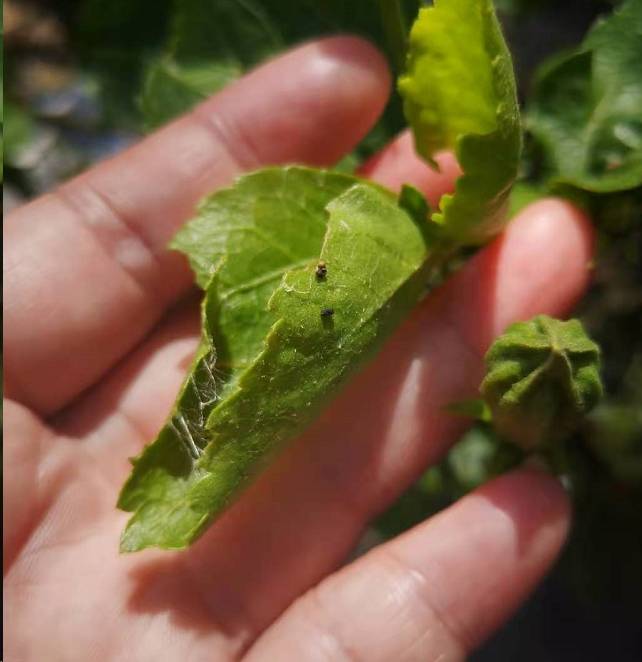 会造成新芽畸形,叶面瘢痕等,严重影响植物的正常生长发育