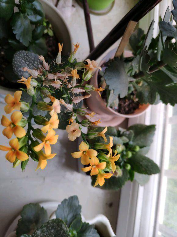 长寿花老红单是凤尾?做好3点,老红单和凤尾自由切换