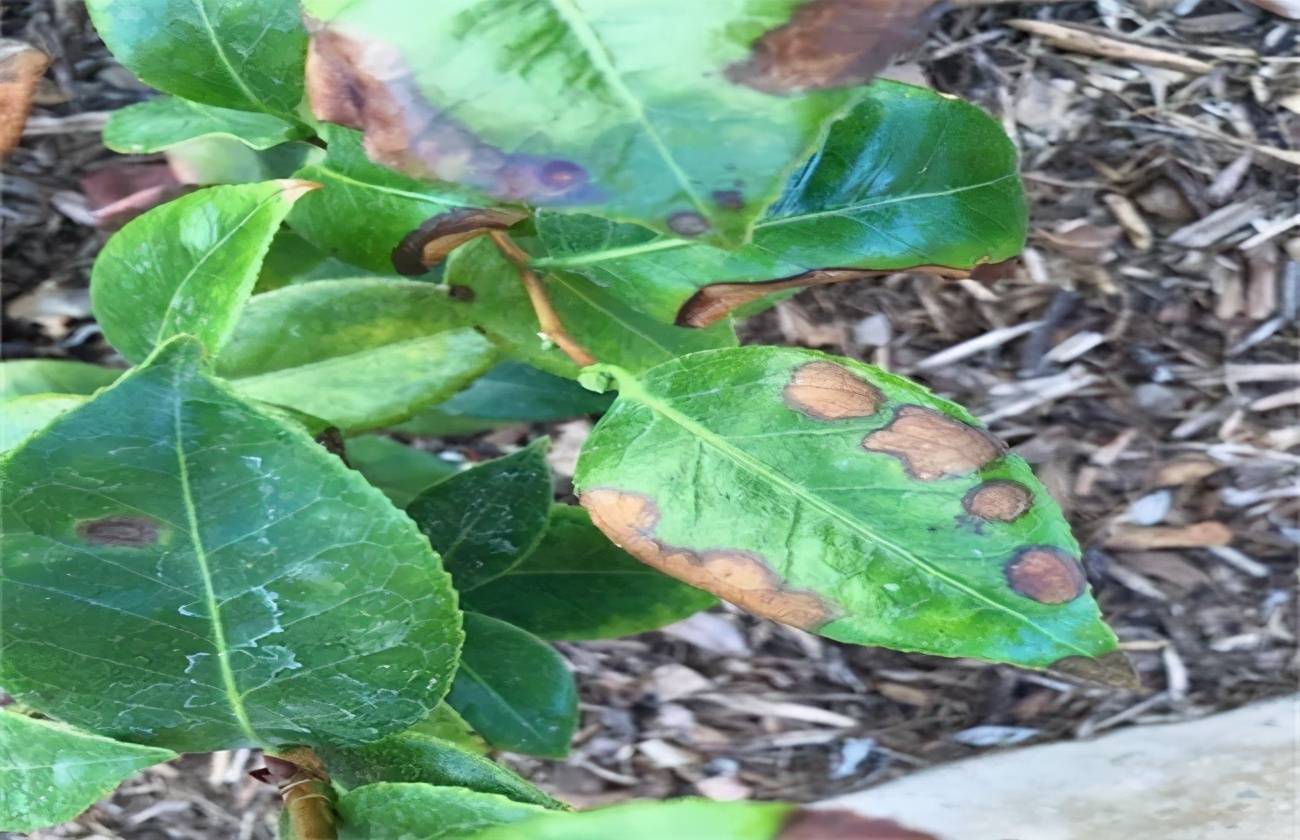 苹果叶子边缘干枯怎么办