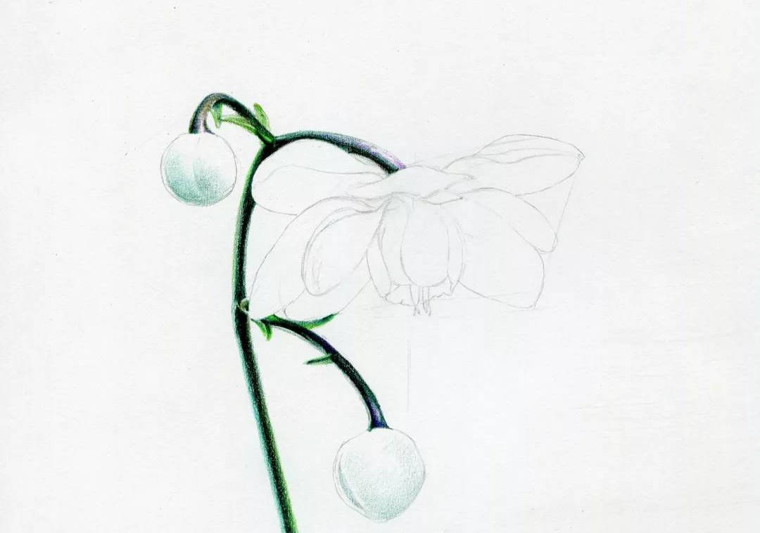 彩铅画自学教程视频|入门彩铅花卉步骤图片(附彩铅全套视频教程)