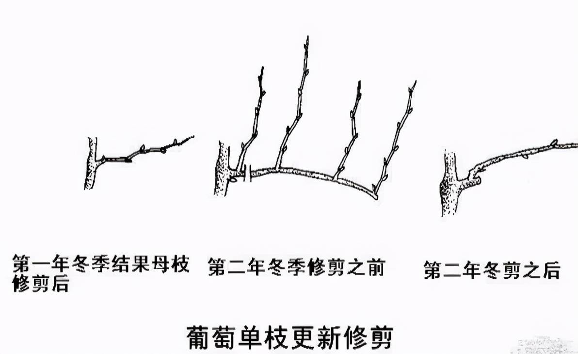 葡萄单篱架修剪图解图片