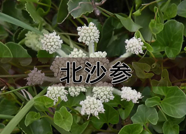 沙参非沙僧,润肺止咳,养胃生津的能臣,虽南北两兄弟但性情相投_功效