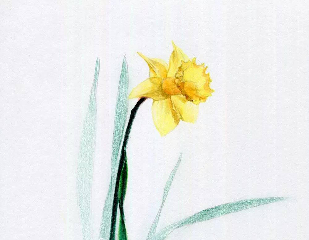 花卉怎么画彩铅教程|色彩花卉临摹步骤图片(附全套绘画视频教程)