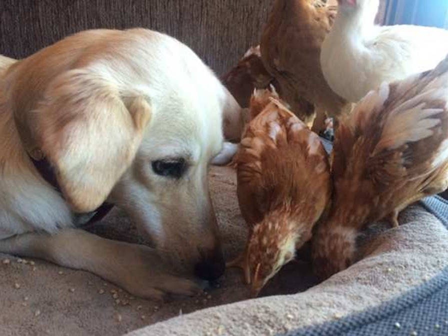 狗狗和小鸡同处一室没想到狗狗母爱泛滥和谐相处画面太难得