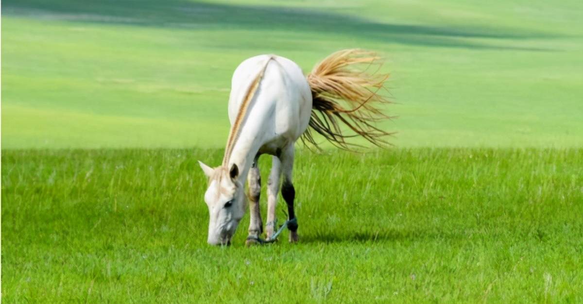 草原的灵魂蒙古马