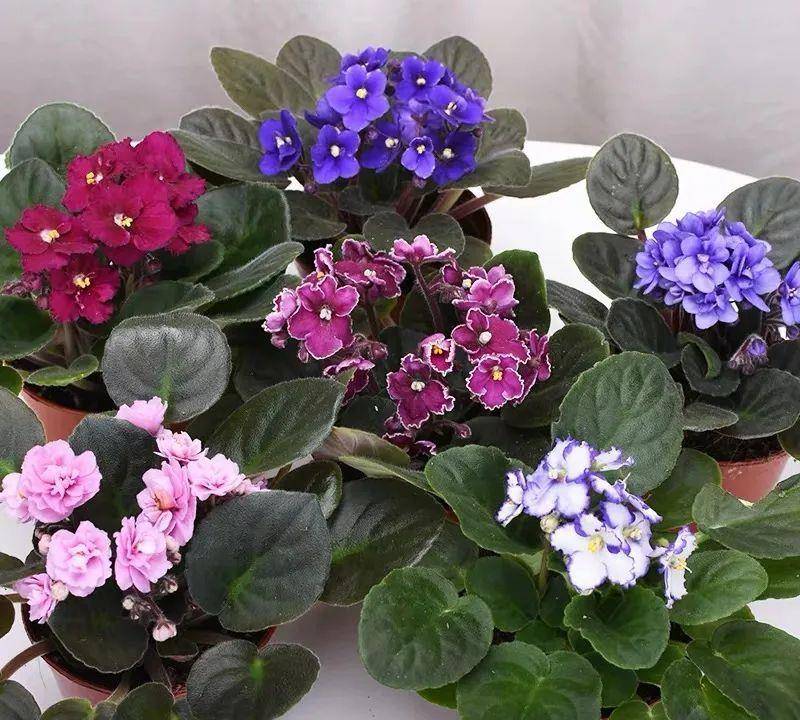 冬天在家养几盆非洲堇,开花一簇簇,花繁色艳,漂亮极了!