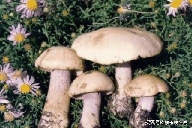 说实话粉紫香菇还是挺漂亮的,它的菌盖是半圆球形的,颜色是淡紫色和