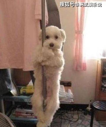 下面请欣赏钢管舞,表演者,狗