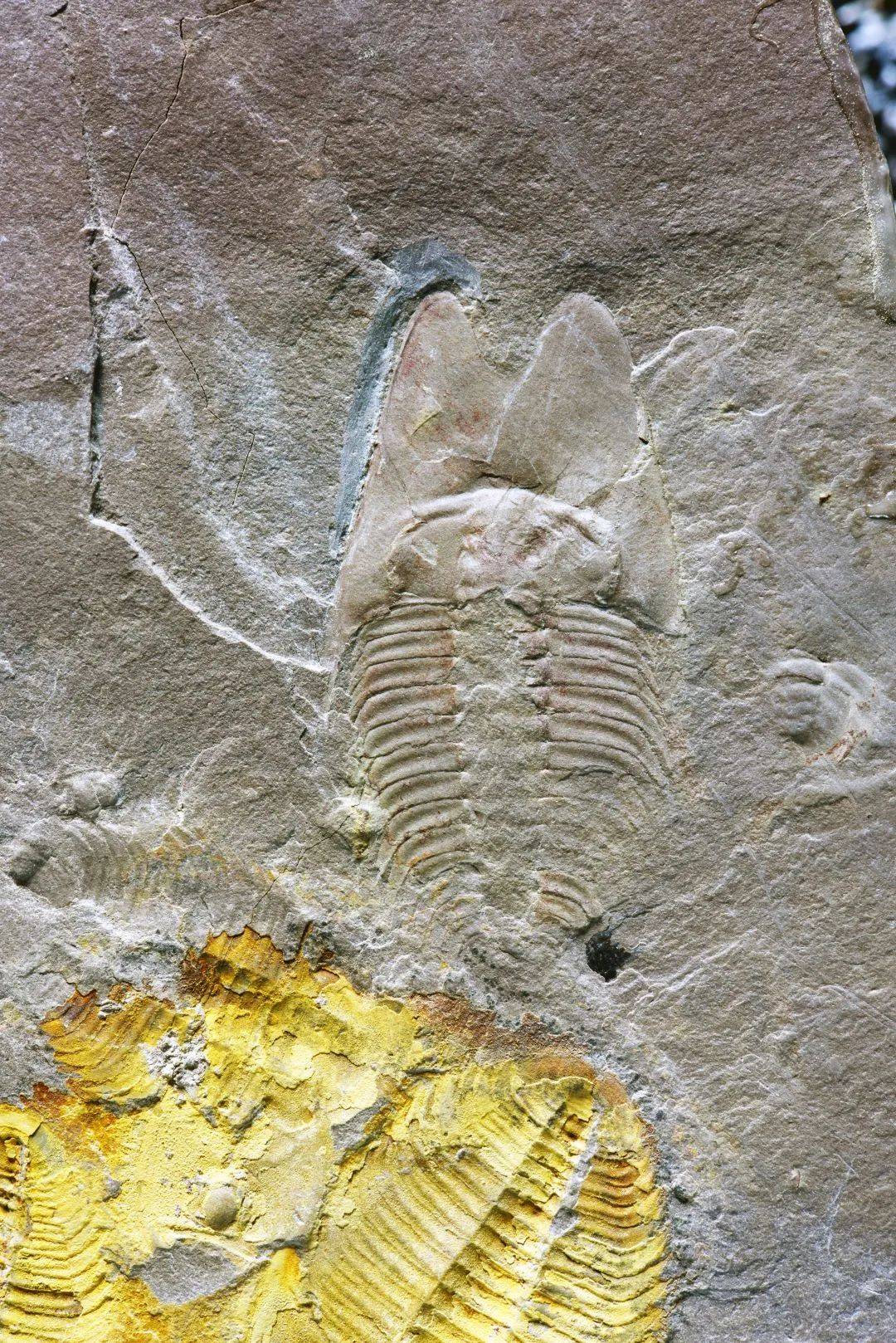 研究生用周杰伦专辑命名5亿年前三叶虫：范特西虫