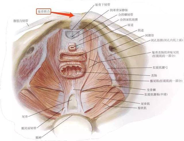 准妈妈孕晚期有一个部位开始疼,证明宝宝入盆了,痛感强更好生娃_手机