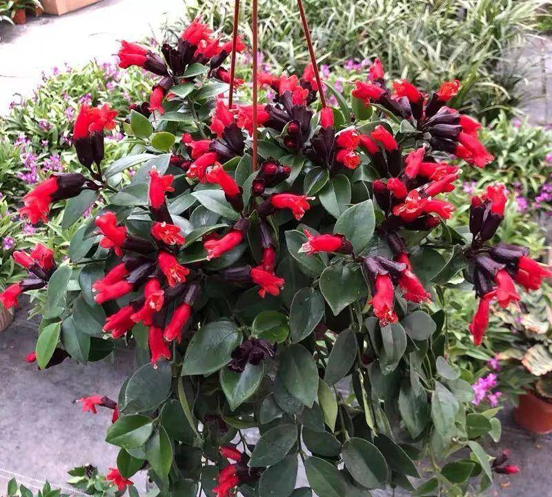 最独特的吊兰,开花像口红,家里养一盆,绿叶红花,好看又好玩!