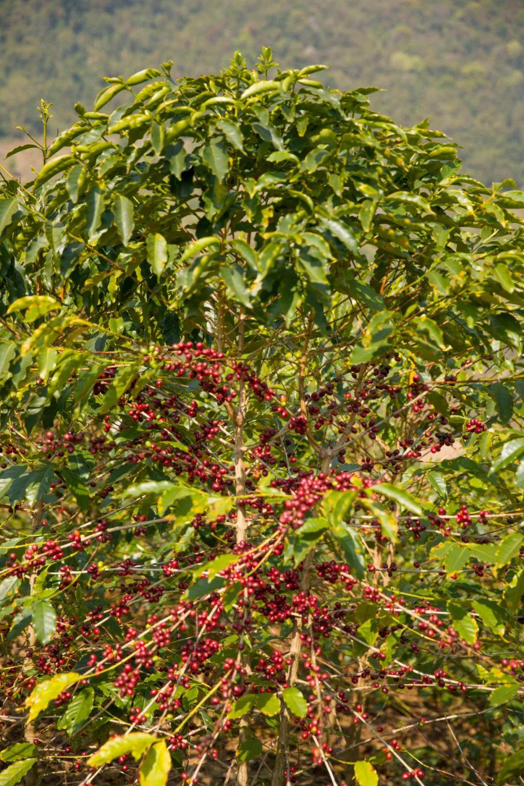 咖啡的世界之旅上