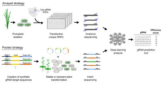突变体库如何创建