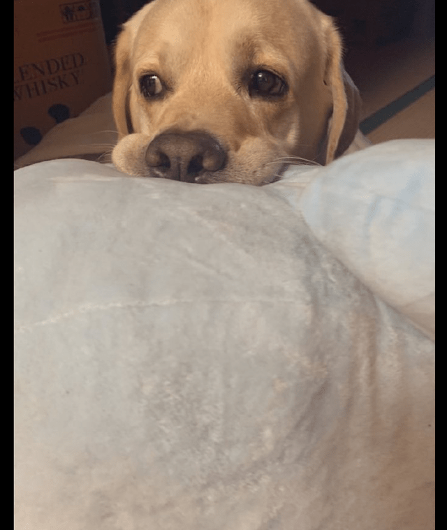 狗狗叼着玩具,可怜兮兮求主人陪它玩,眼神还闪躲:没空也没关系