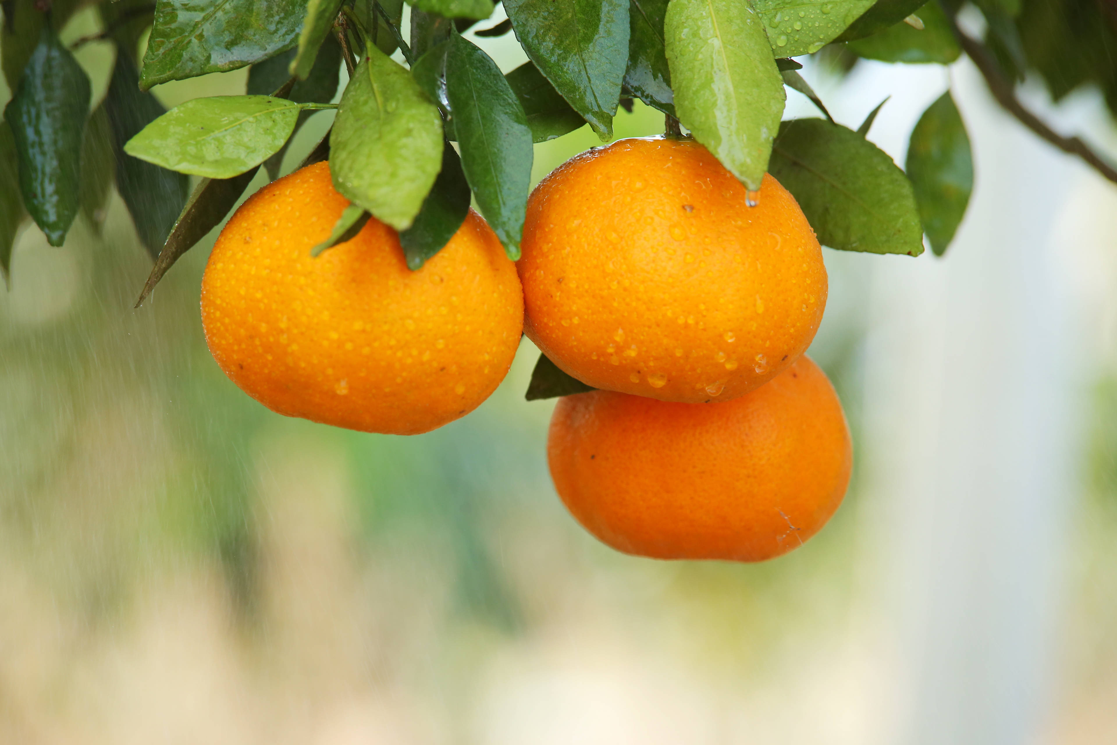 柑橘类水果图示图片