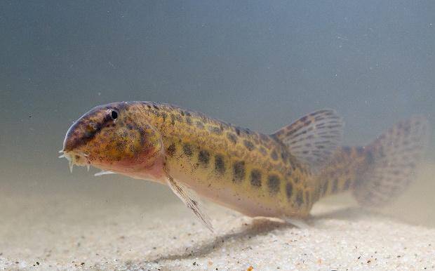 1种小花鱼曾在农村泛滥很好钓味道鲜多年不见已灭绝