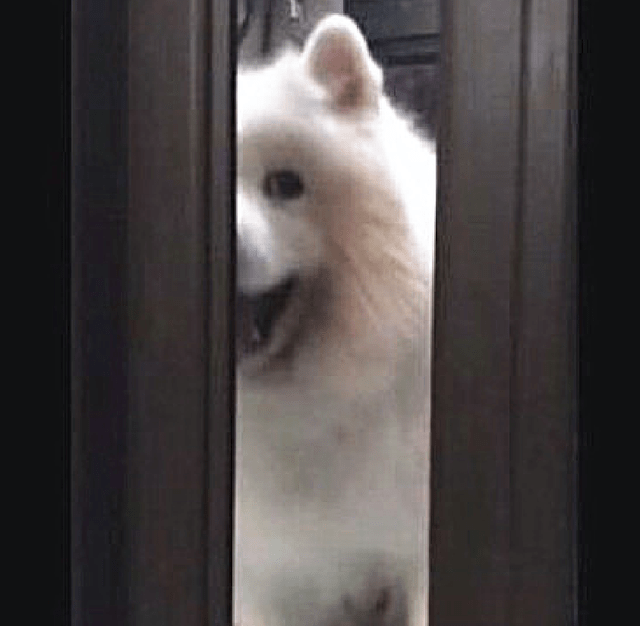 主人躲在房间里吃零食,萨摩耶把头钻进门缝里看:你被发现了!