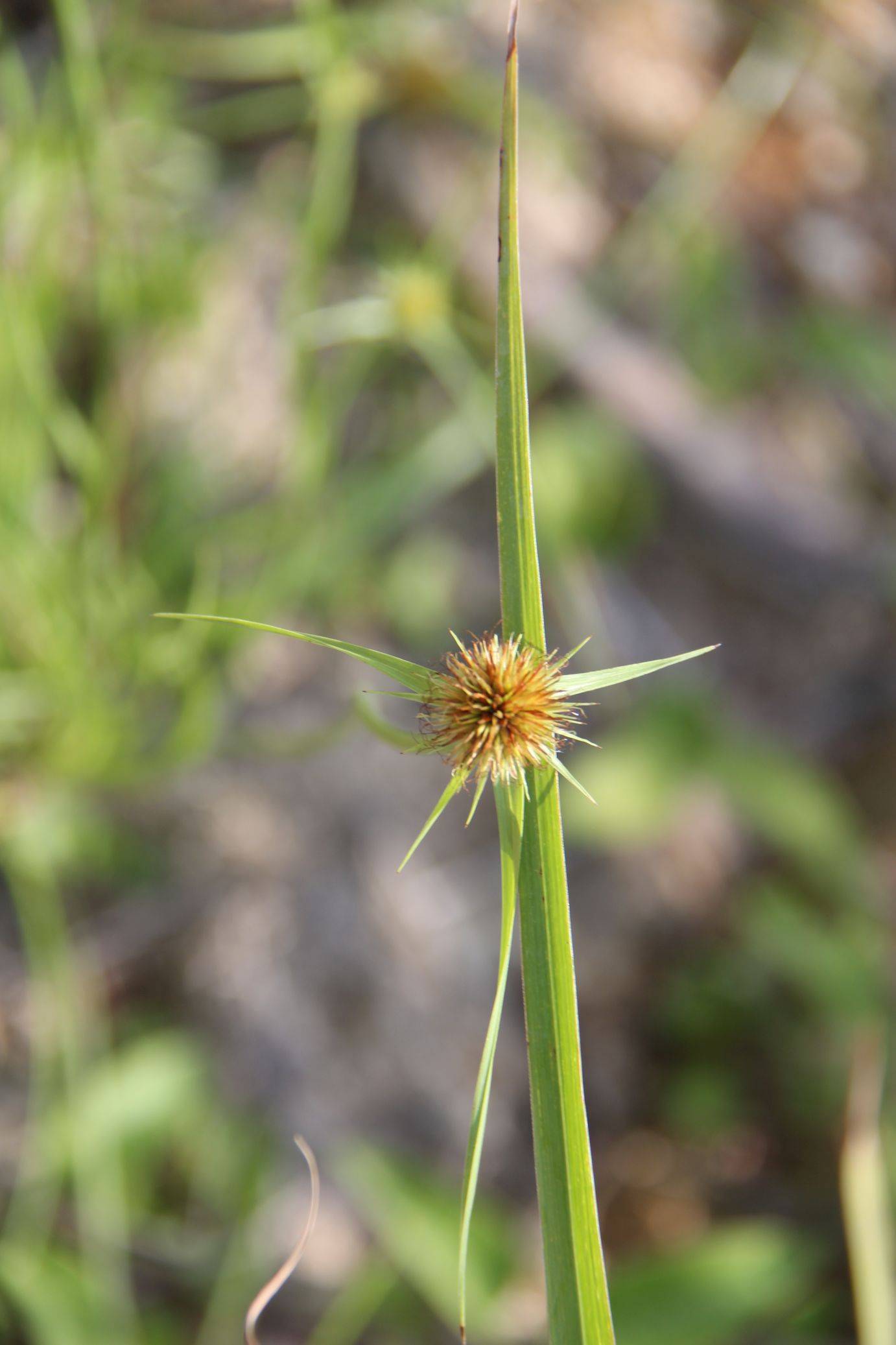 庆元植物1334-莎草科-刺子莞属-刺子莞_手机搜狐网