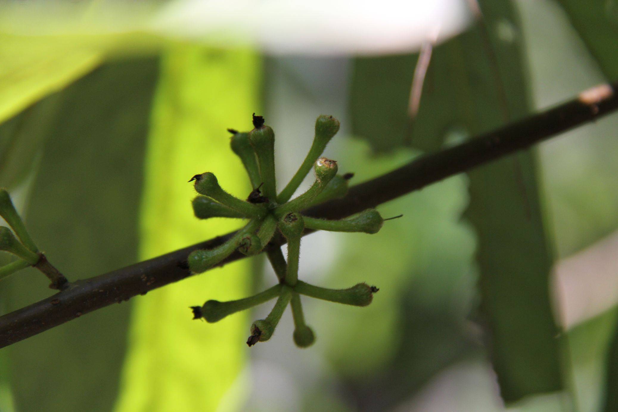 庆元植物1332-樟科-山胡椒属-黑壳楠
