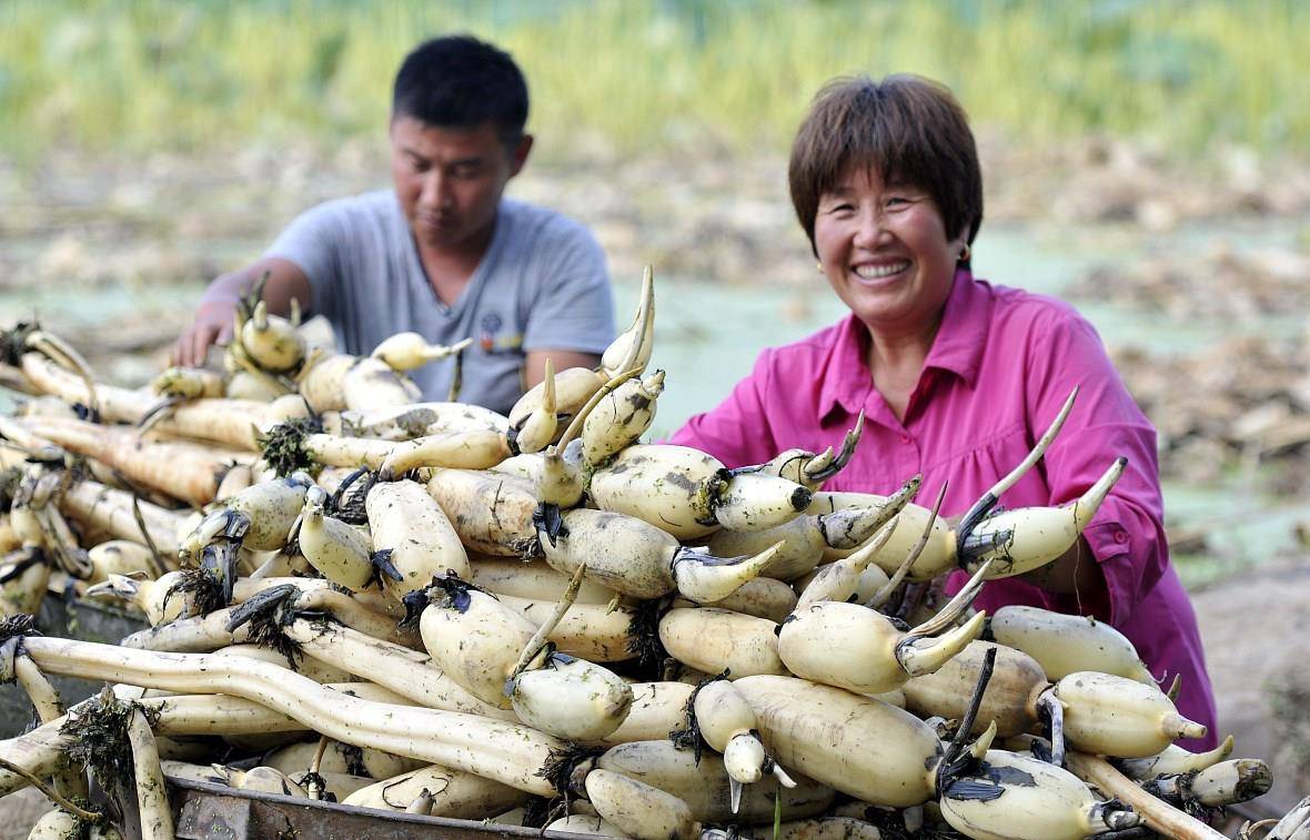 莲藕在我国食用有三千年的历史了,是大家日常餐桌上的常见菜.