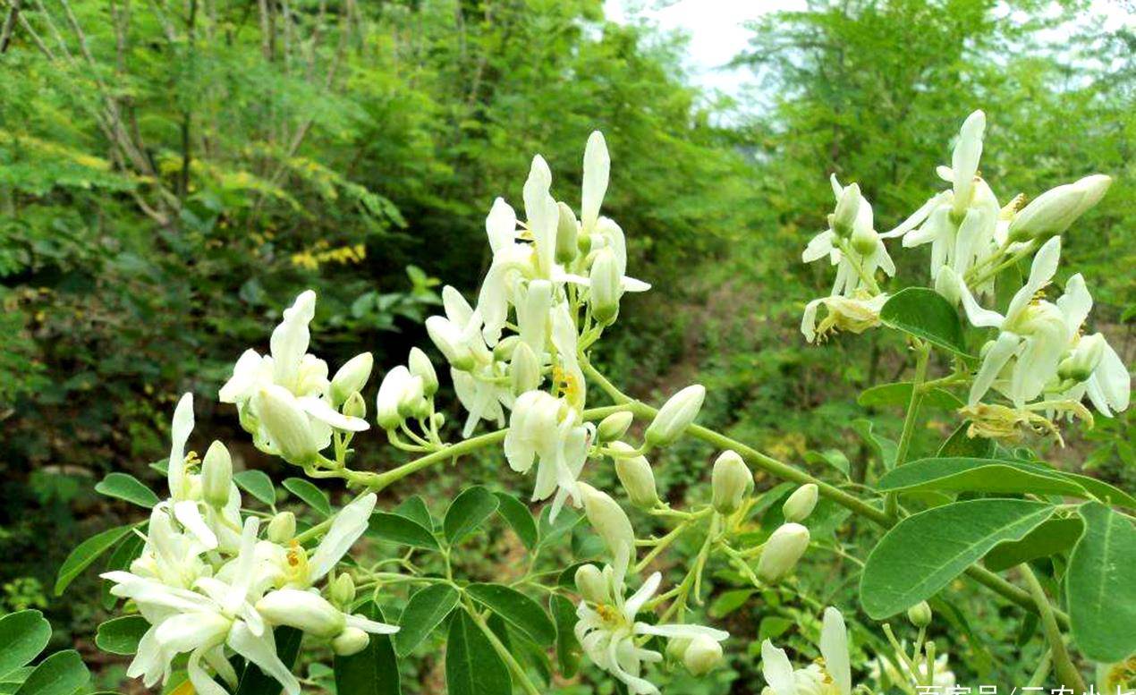 原产于印度,是世界三宝之一,根茎叶花果价值都很大,人称辣木