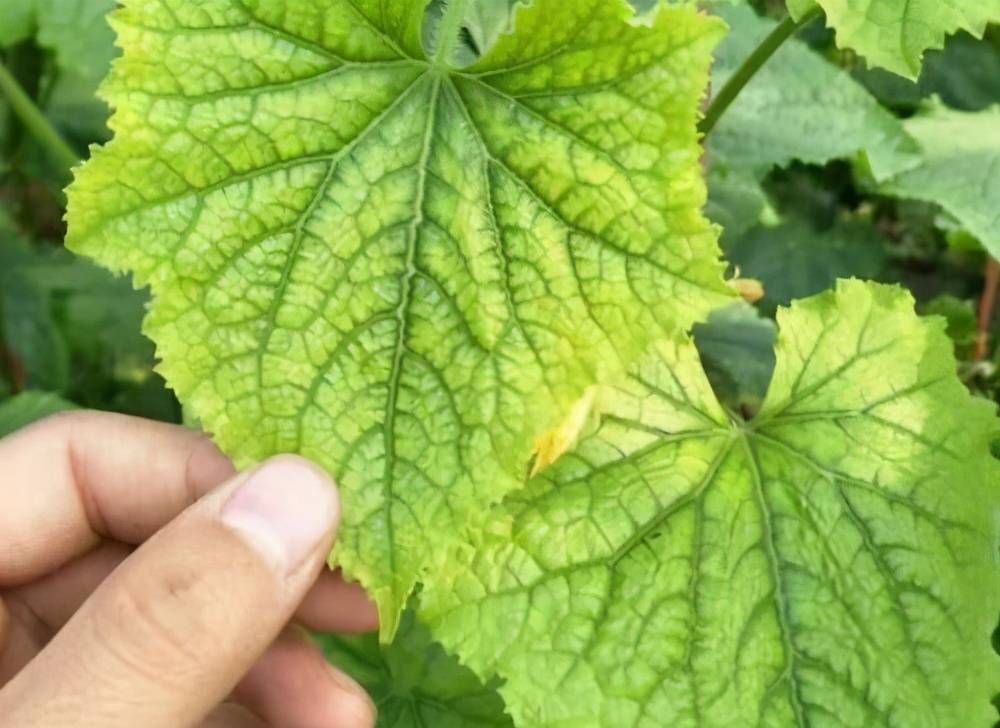 蔬菜叶子发黄怎么办,施肥很重要,选对肥,用好肥蔬菜长得棒棒哒_手机