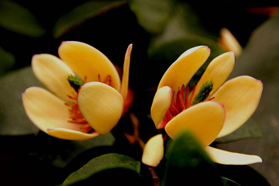 原创7种常见的木本花卉放在室内照样开花做好这几点不用担心生病