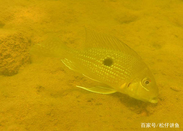 探索亚马逊雨林野生观赏鱼,当地人把野生地图和异型鱼当食物!