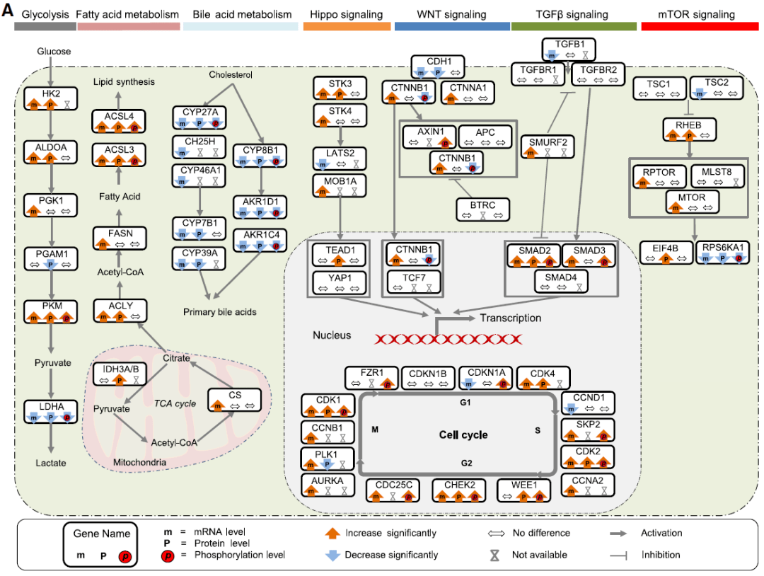 信号通路概述,显示了肿瘤的mrna,蛋白质8 ctnnb1突变相关的aldoa磷酸