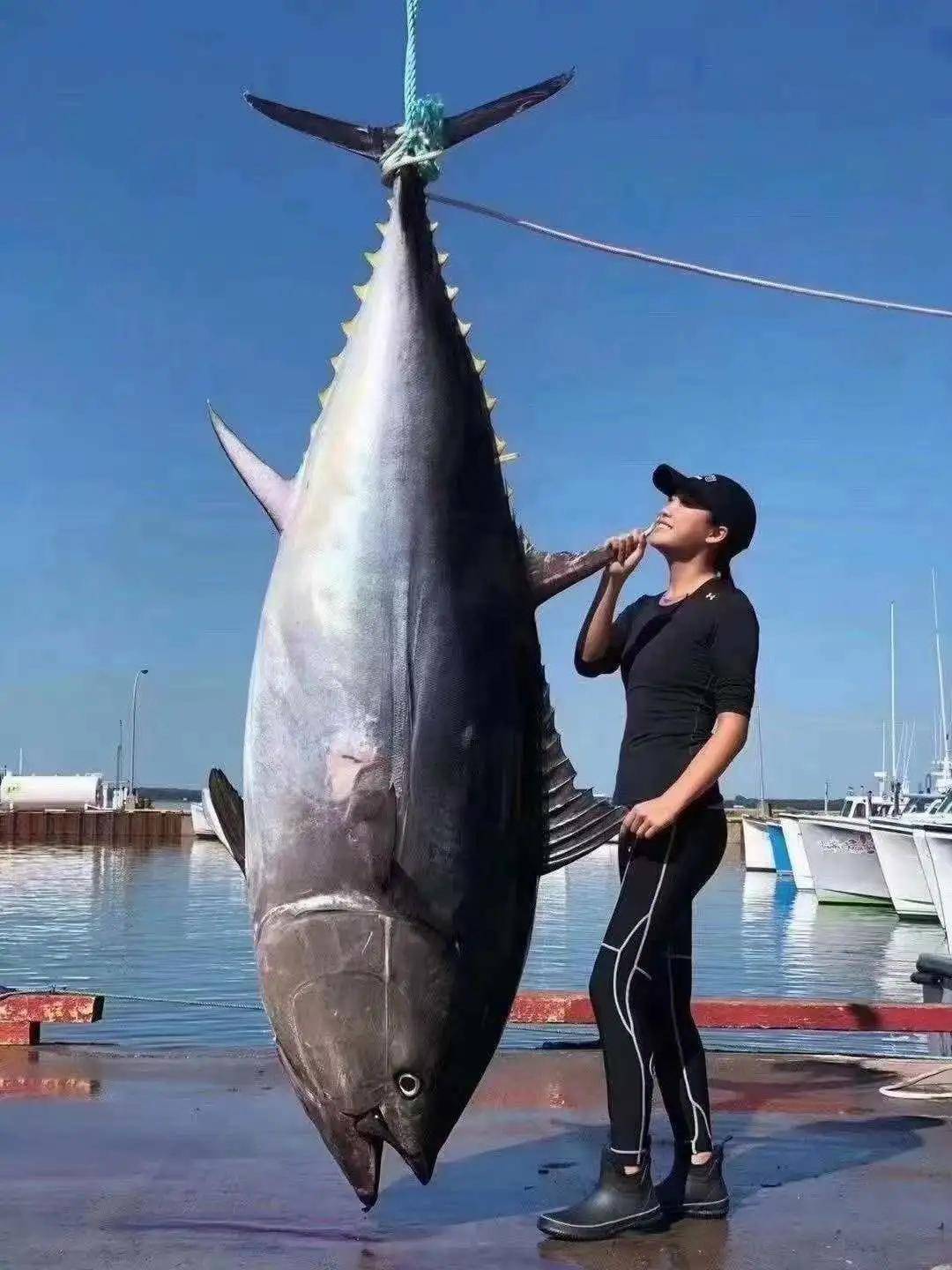 蓝鳍金枪鱼养殖图片