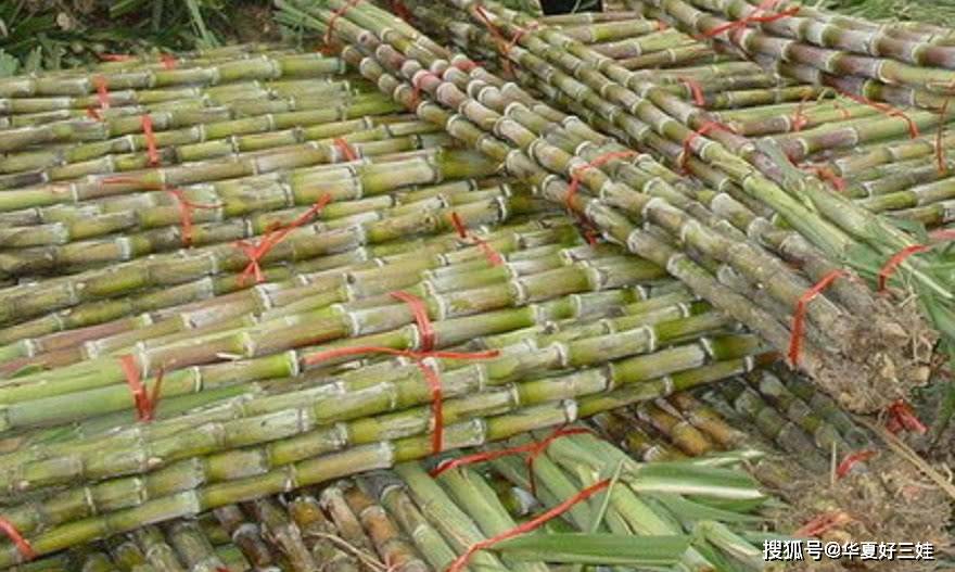 这种甘蔗比竹子长得壮一根能吃一天好吃清甜有营养