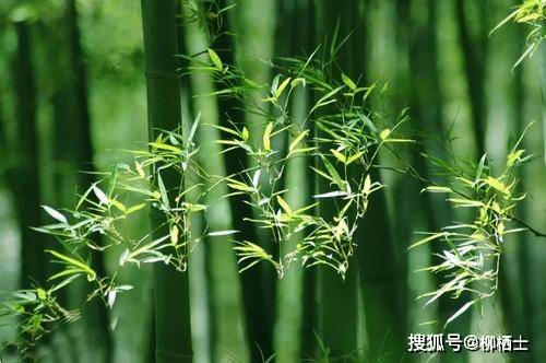 苏轼《文与可画筼筜谷偃竹记》译文与赏析_竹子